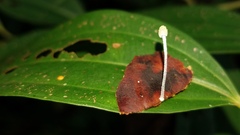 Mycena chloroxantha