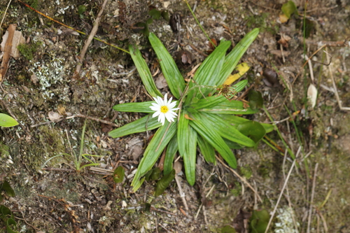 Image of Celmisia adamsii by (c) Jacob Littlejohn, some rights reserved (CC BY-SA)