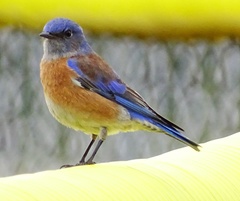 Sialia mexicana