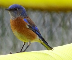 Sialia mexicana