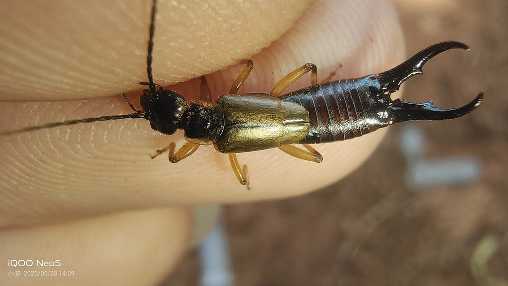 Forficula subauricularia