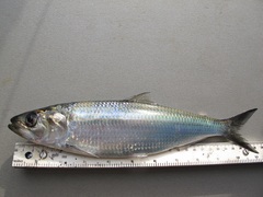 Black Sea Shad photo 1