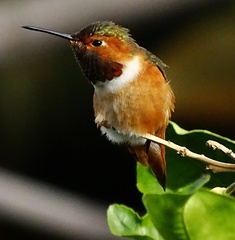 Selasphorus sasin