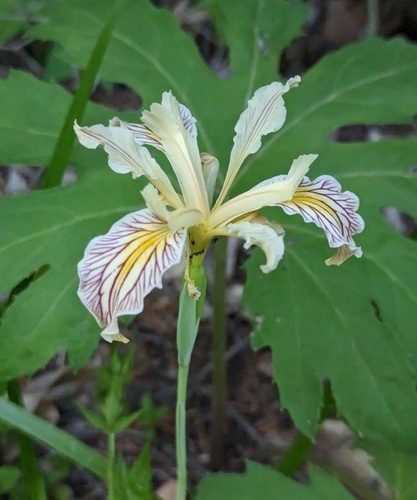 Image of Iris bracteata by (c) Dominic Gentilcore, some rights reserved (CC BY)