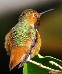 Selasphorus sasin