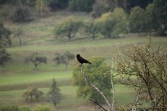 Corvus corone