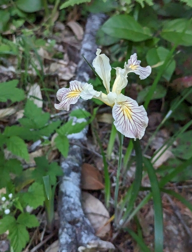 Image of Iris bracteata by (c) Dominic Gentilcore, some rights reserved (CC BY)