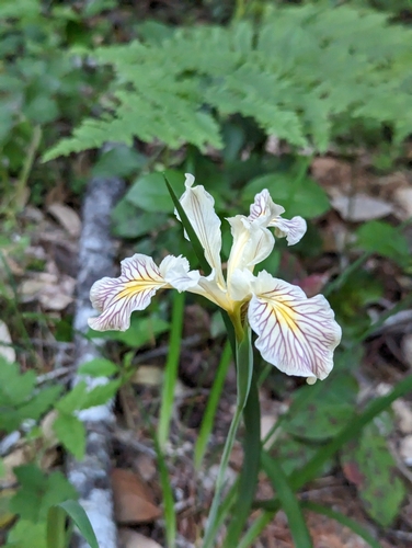 Image of Iris bracteata by (c) Dominic Gentilcore, some rights reserved (CC BY)