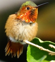 Selasphorus sasin
