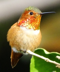 Selasphorus sasin