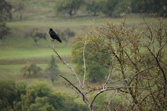 Corvus corone