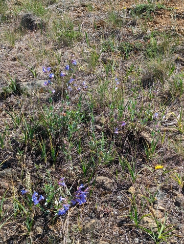 Image of Penstemon azureus by (c) Dominic Gentilcore, some rights reserved (CC BY)
