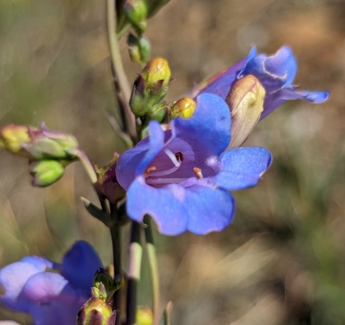 Image of Penstemon azureus by (c) Dominic Gentilcore, some rights reserved (CC BY)