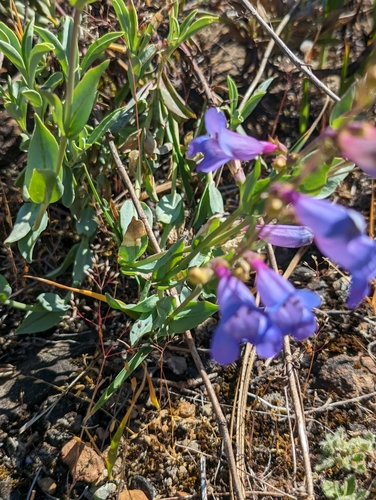 Image of Penstemon azureus by (c) Dominic Gentilcore, some rights reserved (CC BY)