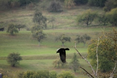 Corvus corone