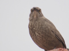 Toxostoma curvirostre