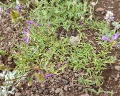 Penstemon heterodoxus