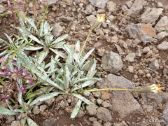 Raillardella argentea