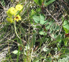 Eriogonum flavum flavum