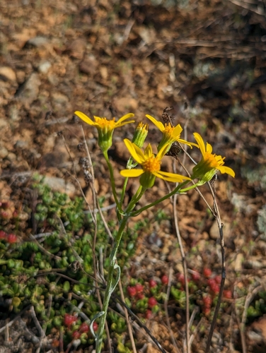 Image of Packera macounii by (c) Dominic Gentilcore, some rights reserved (CC BY)