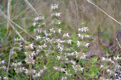 Pony beebalm (Monarda pectinata)