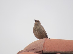 Toxostoma curvirostre