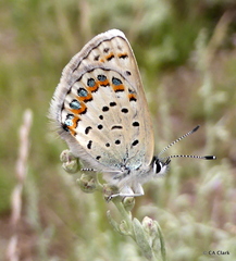Plebejus fridayi
