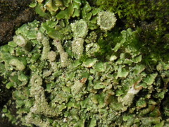 Cladonia asahinae
