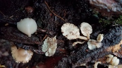 Auriscalpium villipes