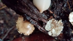 Auriscalpium villipes
