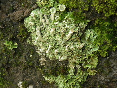 Cladonia asahinae