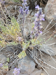 Nepeta teydea image