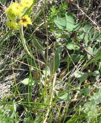 Eriogonum flavum flavum