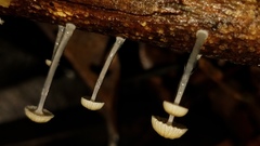 Mycena guzmanii