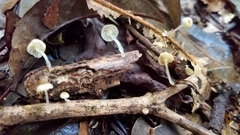 Mycena guzmanii