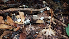Mycena guzmanii