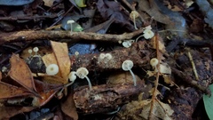 Mycena guzmanii