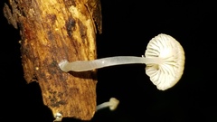 Mycena guzmanii