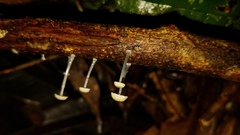 Mycena guzmanii