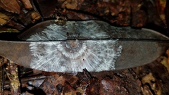 Mycena guzmanii