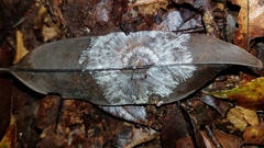 Mycena guzmanii