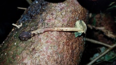 Lepiota trichroma