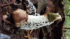 Phallus aureolatus