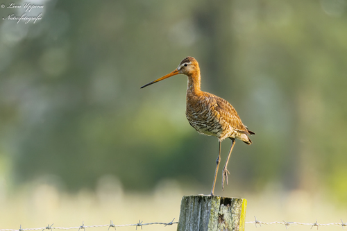 Aguja colinegra (Limosa limosa)