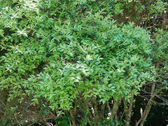 Metrosideros bartlettii