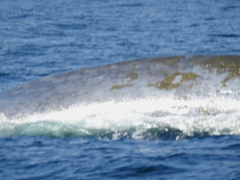 Cocconeis