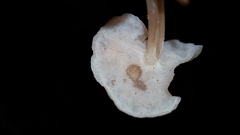 Filoboletus