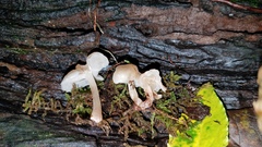 Filoboletus