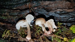 Filoboletus
