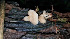 Filoboletus